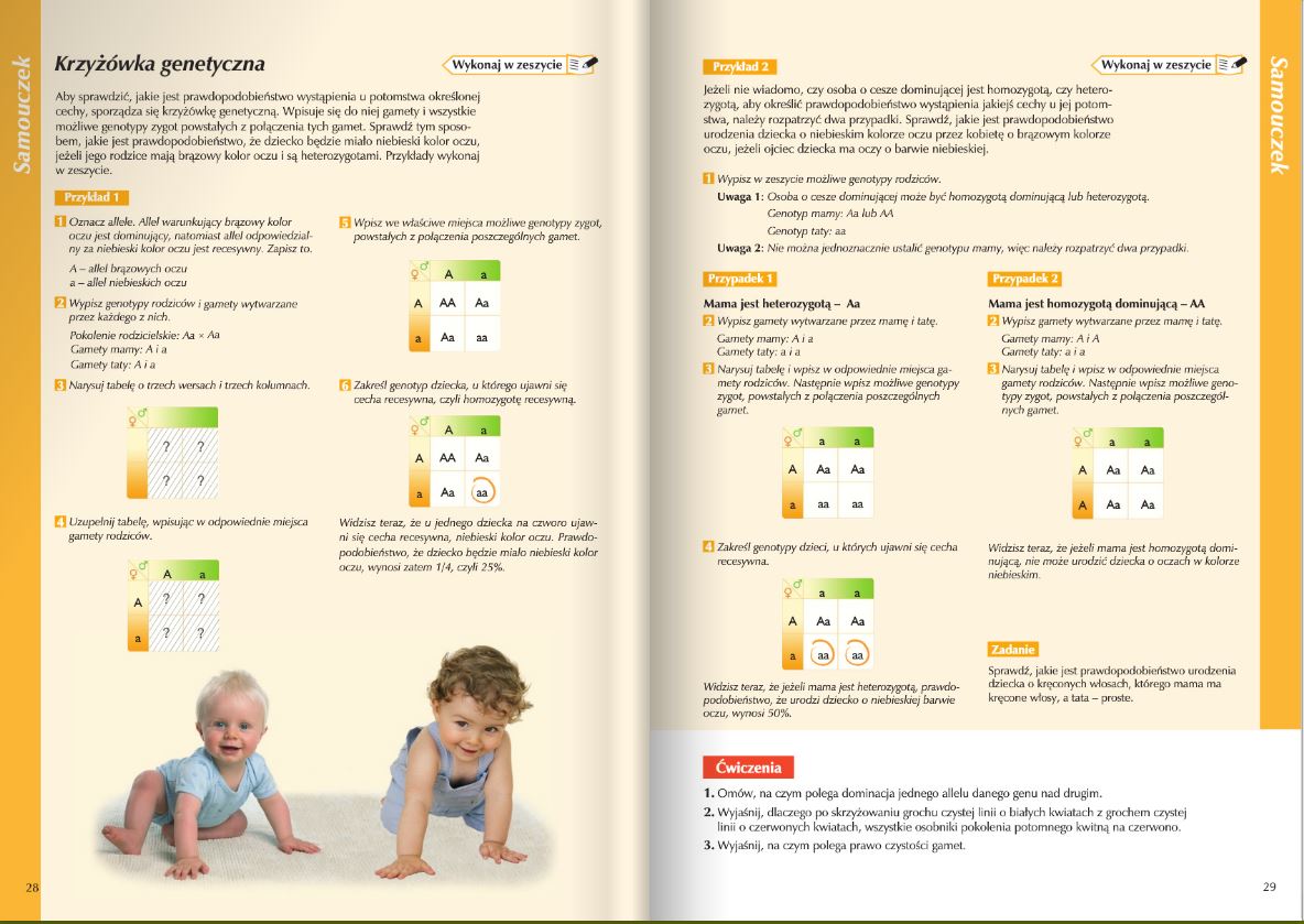 Krzyżówki genetyczne zadania klasa 8 - genetyka sprawdzian do pobrania Biologia Klasa 8 Nowa Era Pdf