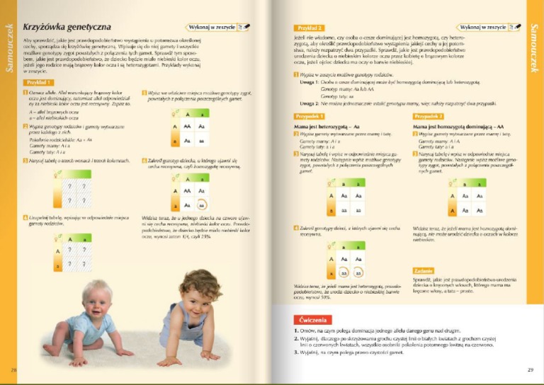 Krzyżówki Genetyczne Zadania Klasa 8 - Genetyka Sprawdzian Do Pobrania Genetyka Sprawdzian Klasa 8 Pdf
