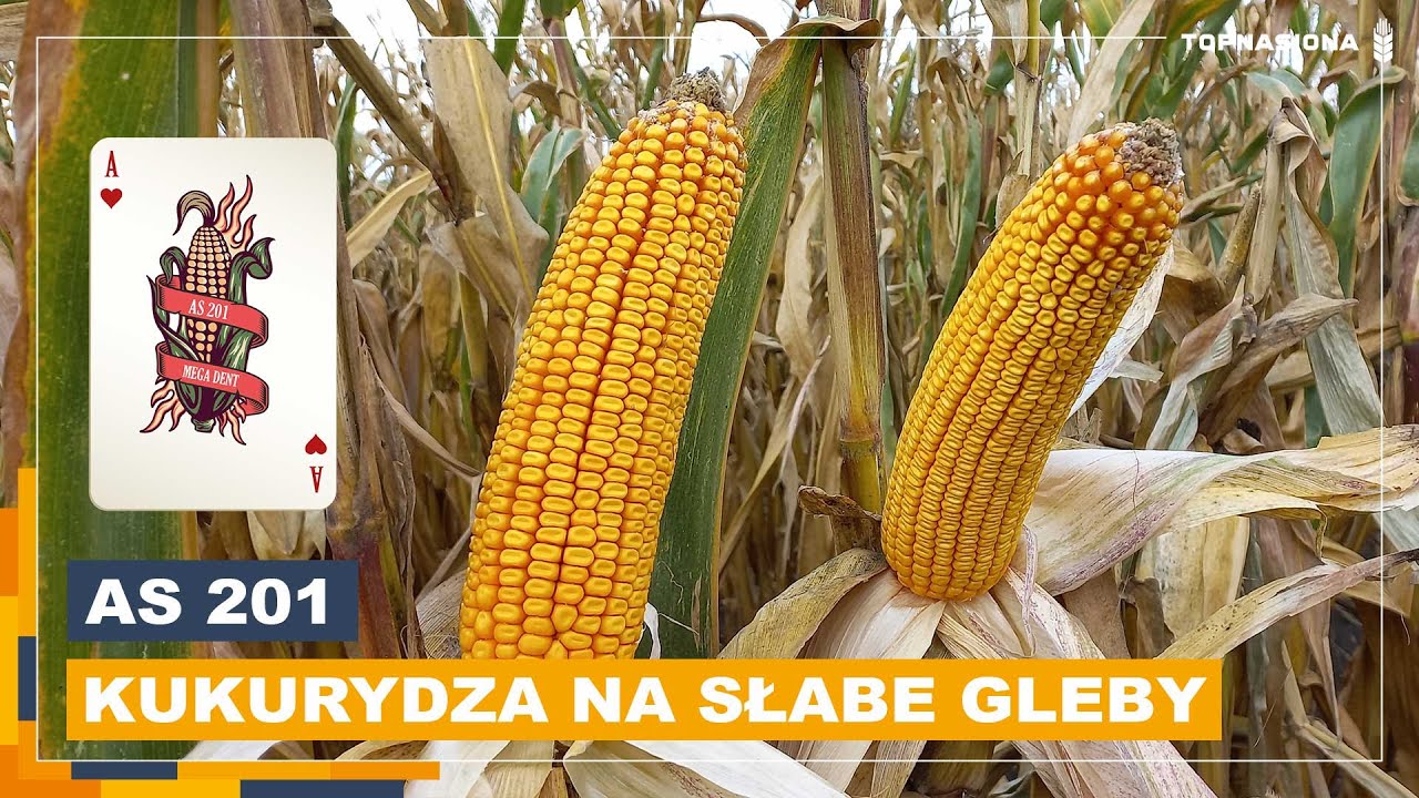 Wydajność Kukurydzy Z Hektara 2015