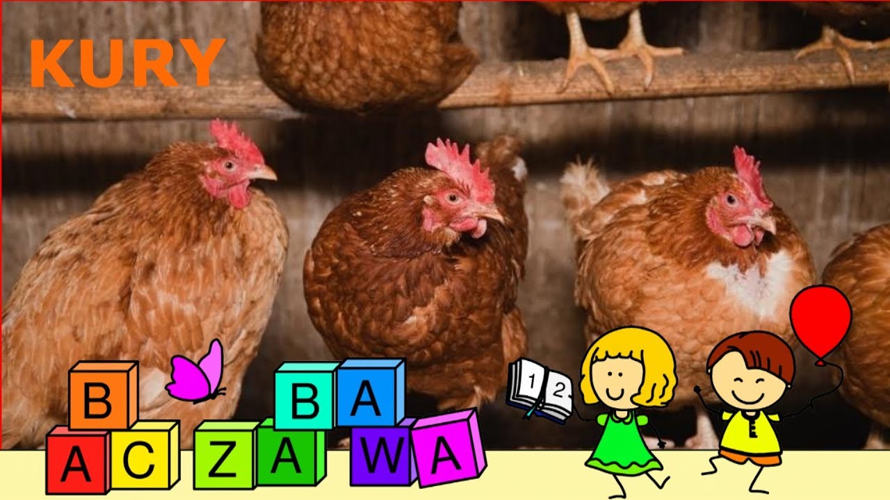 Kury i kogut - film edukacyjny dla dzieci o ptakach hodowlanych - po Jak Robi Kogut Po Angielsku