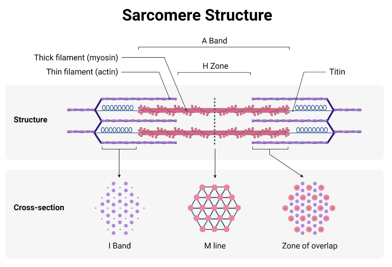 Labeled Diagram Of Sarcomere Sarcomere Muscular Myosin Na Rysunkach Przedstawiono Sarkomer