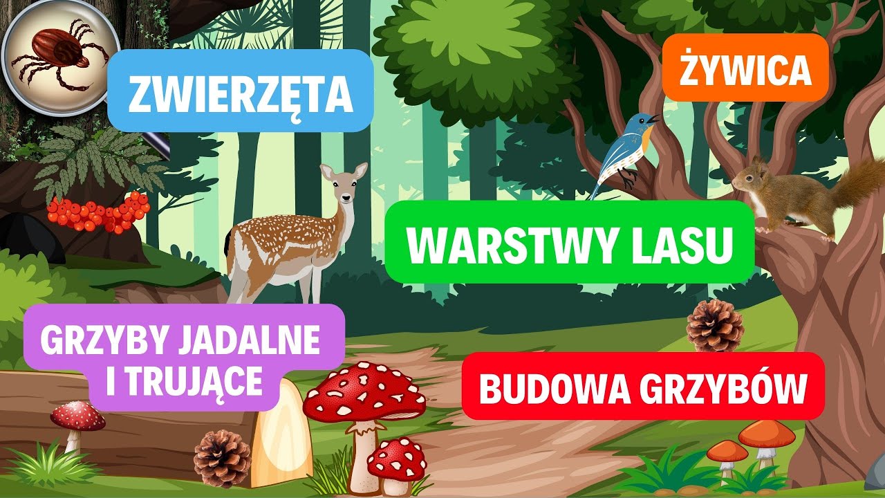 Sprawdzian Warstwy Lasu Klasa 3