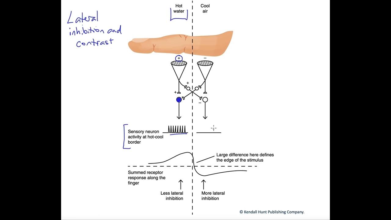 Lateral inhibition - YouTube Inhibition In Second Language Acquisition