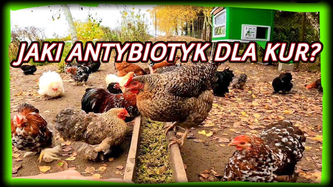 Jaki Antybiotyk Na Zapalenie Górnych Dróg Oddechowych