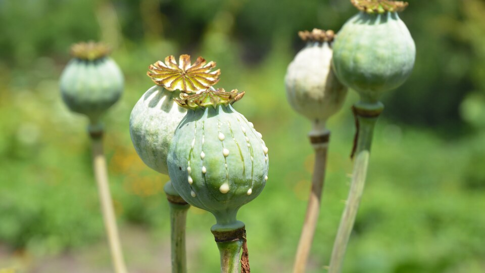 L'histoire de l'opium Opium W Rosole Test Ze Znajomości Lektury