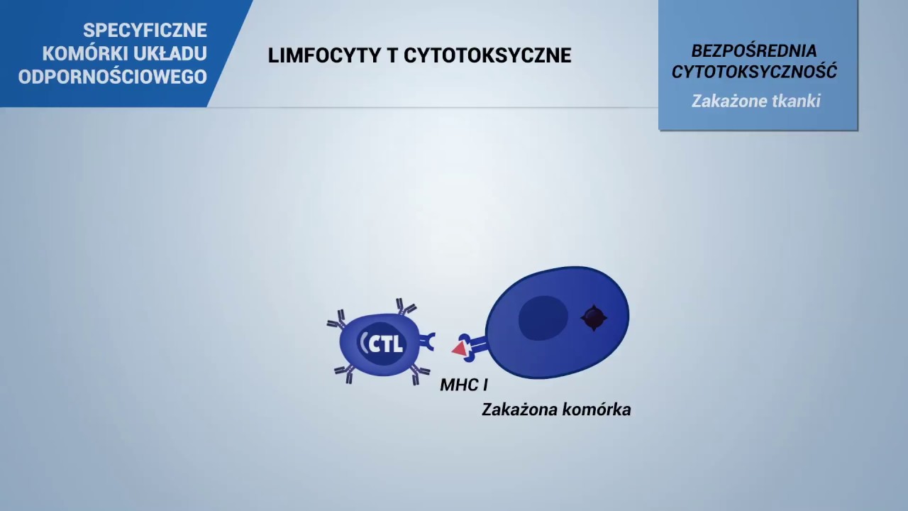 LIMFOCYTY T CYTOTOKSYCZNE - YouTube Subpopulacja Limfocytów Co To Jest