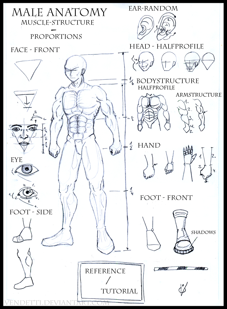 Male Anatomy - Reference Sheet by Vendetti on DeviantArt Anatomy Museum Of The Jagiellonian University