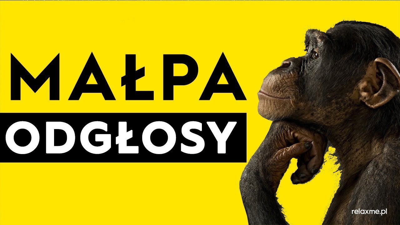 Małpa - odgłosy małpy - YouTube Jestem Malpa I Mam Stado Goryli