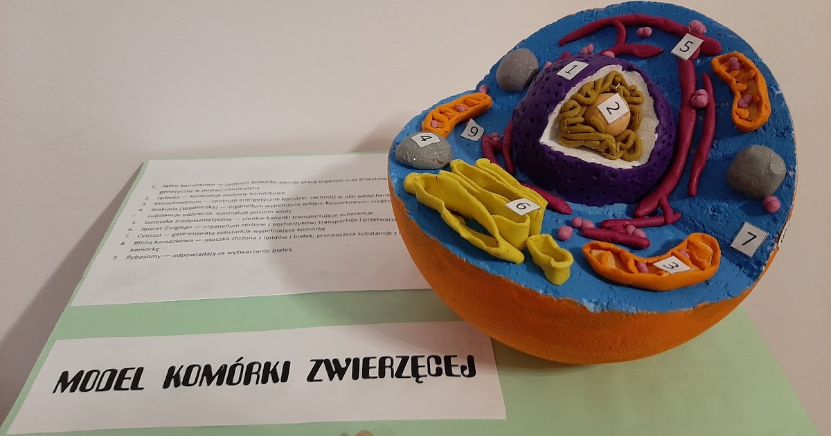 Mama do Sześcianu: Jak zbudować model komórki zwierzęcej? Model Komórki Zwierzęcej Z Galaretki