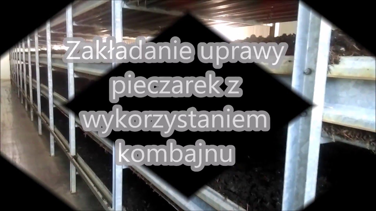 Hajduk Podłoże Do Pieczarek Sp Z Oo