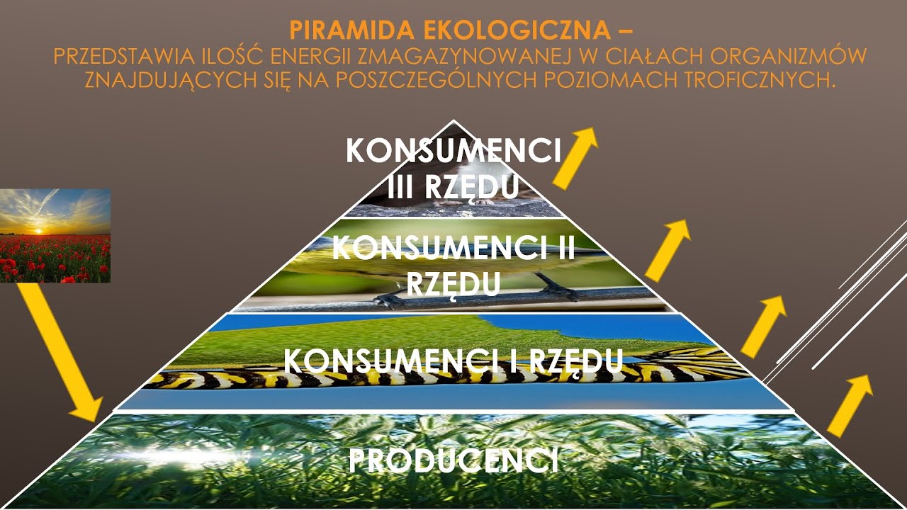 Materia i energia w ekosystemie (biologia, szkoła podstawowa) - YouTube Piramida Energii W Ekosystemie