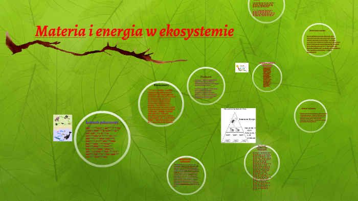 Materia i energia w ekosystemie by Damian Wlekły on Prezi Krążenie Materii W Ekosystemie
