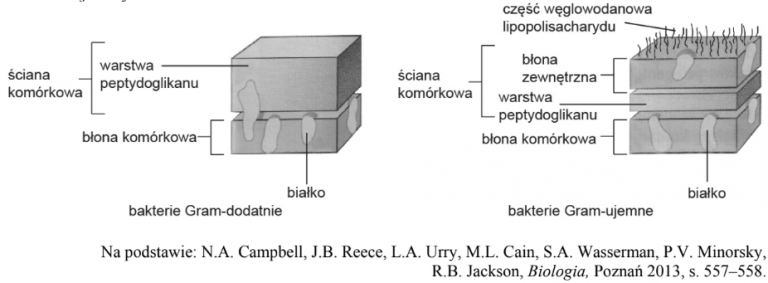 Matura Biolchem Na Rysunku Przedstawiono Dwie Bakterie Rozniace Sie Budowa Sciany Komorkowej
