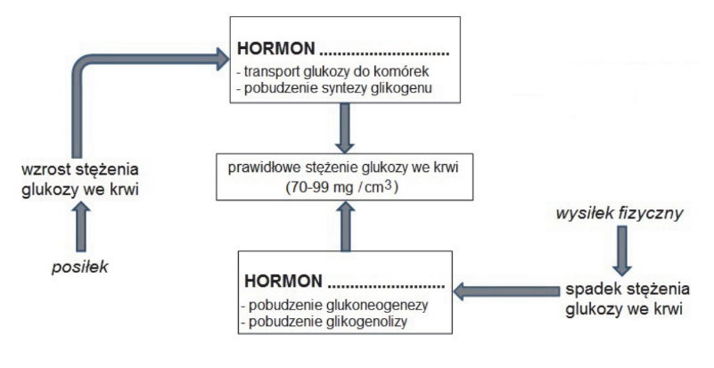 Matura Biolchem Wyjaśnij Na Czym Polega Antagonistyczne Działanie Insuliny I Glukagonu