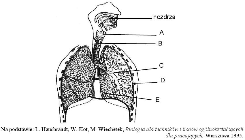 Matura Czerwiec 2013, Poziom podstawowy (stary) | BiologHelp Uklad Oddechowy Klasa 7 Nowa Era