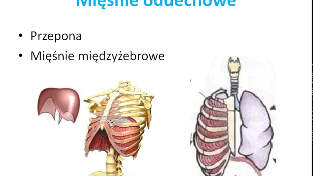 Co Oznacza Wzmozony Rysunek Podscieliska Pluc