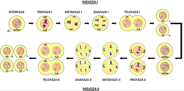Jak Przebiega Mitoza I Mejoza