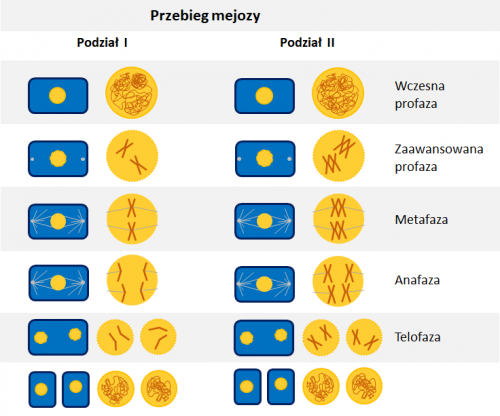 Mejoza - przebieg i znaczenie - Kursy maturalne - Matura100procent Jak Przebiega Mitoza I Mejoza