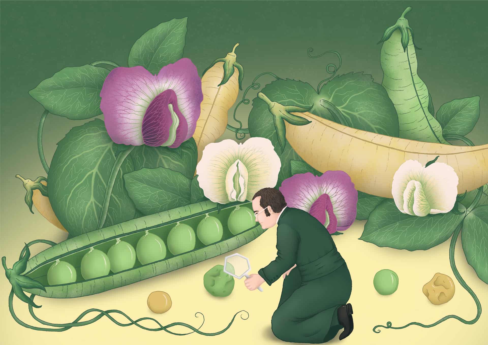 Mendel's 200 celebrations | Genetics Society Gregor Mendel Prowadził Badania Nad Dziedziczeniem Cech