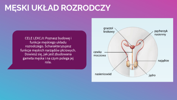 Męski układ rozrodczy Uklad Rozrodczy Meski Prezentacja