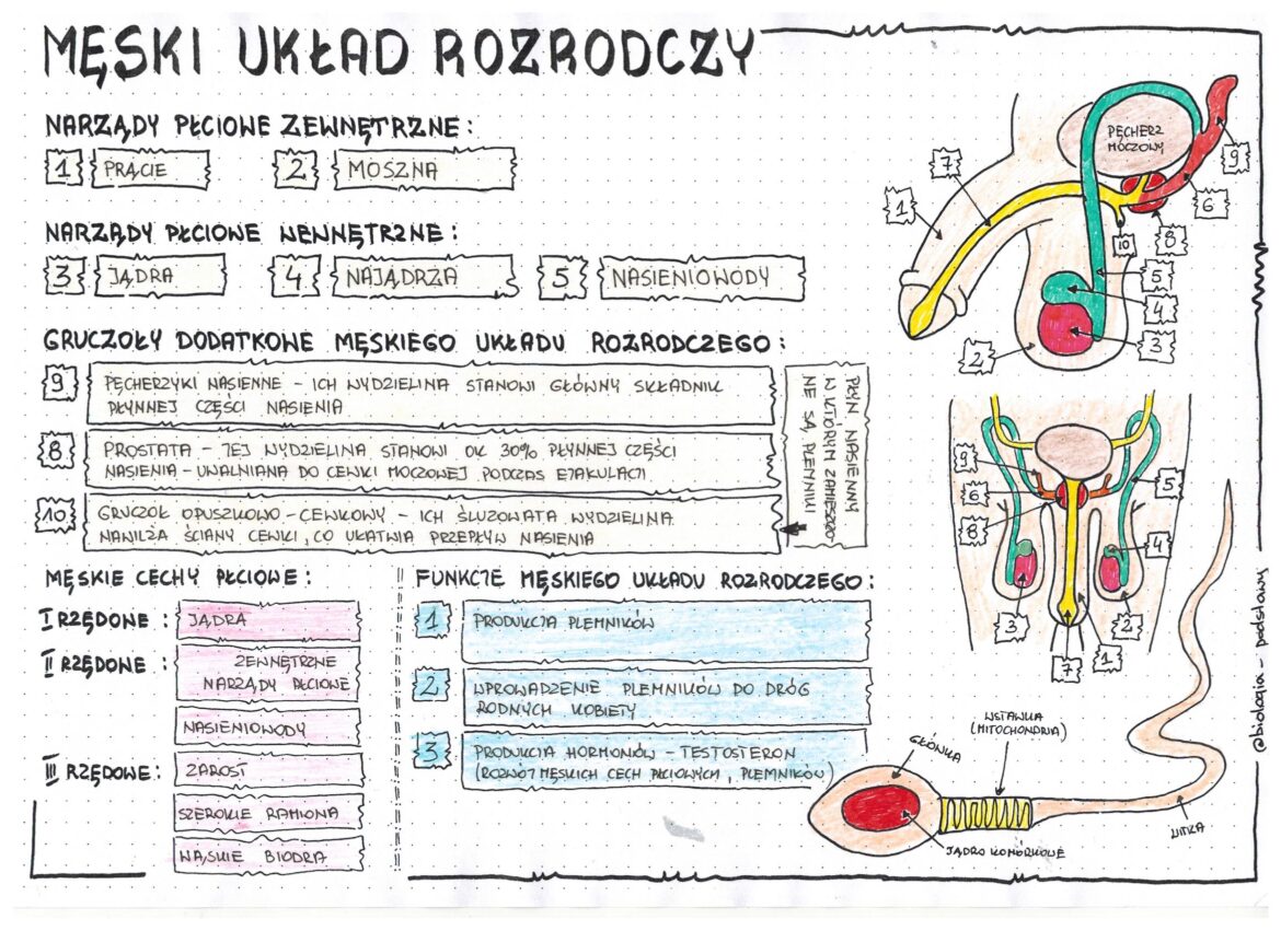 Sprawdzian Z Biologi Klasa 7 Uklad Rozrodczy
