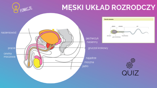 Uklad Rozrodczy Meski Prezentacja