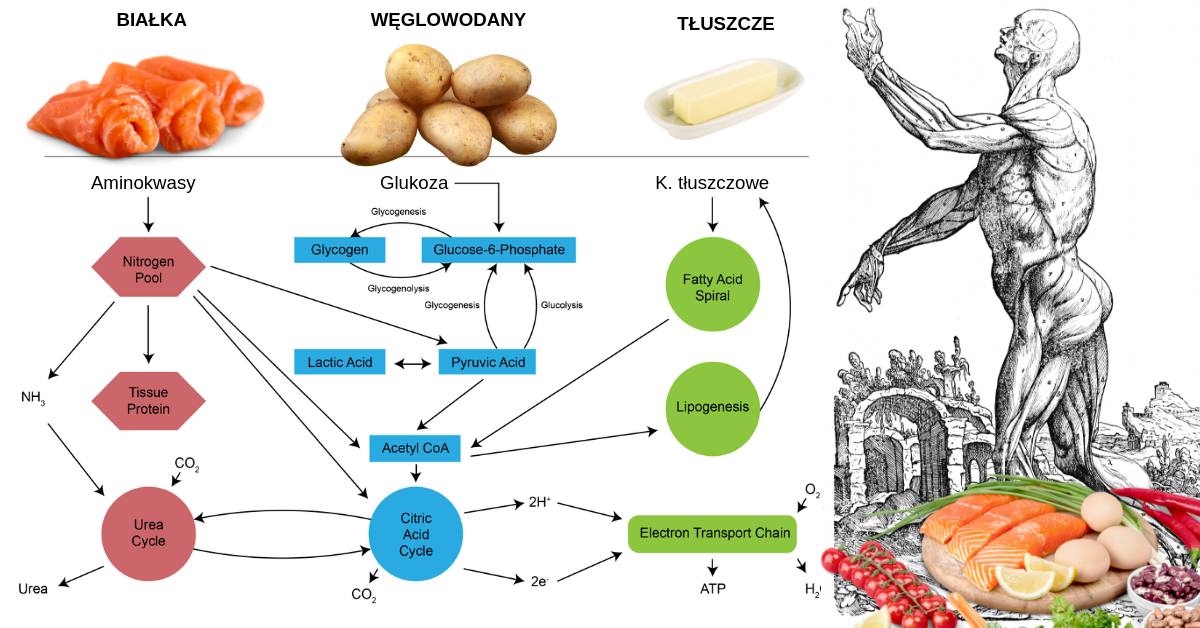 Metabolizm węglowodanów, białek, kwasów tłuszczowych – Motywator Tluszcze Bialka Cukry Chemia Test