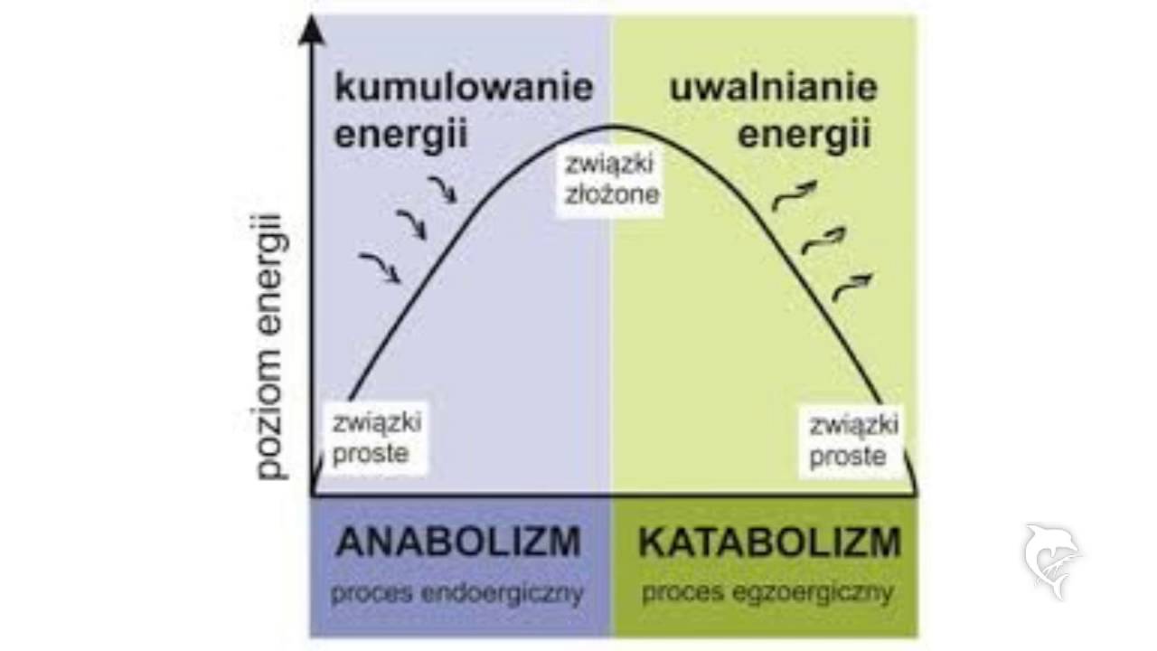 Metabolizm Nowa Era Sprawdzian Pdf