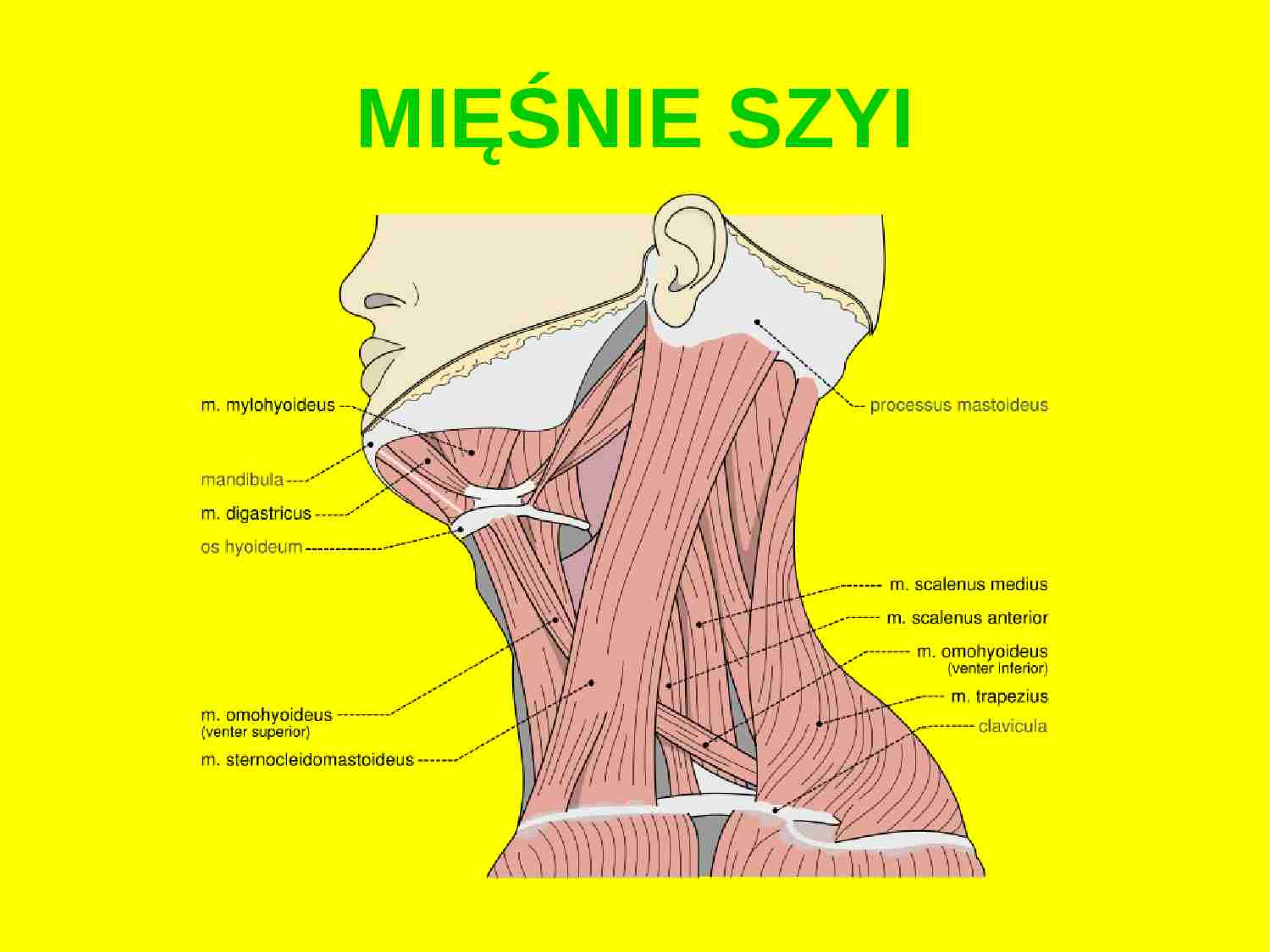 Anatomia Kliniczna Głowy I Szyi Pdf