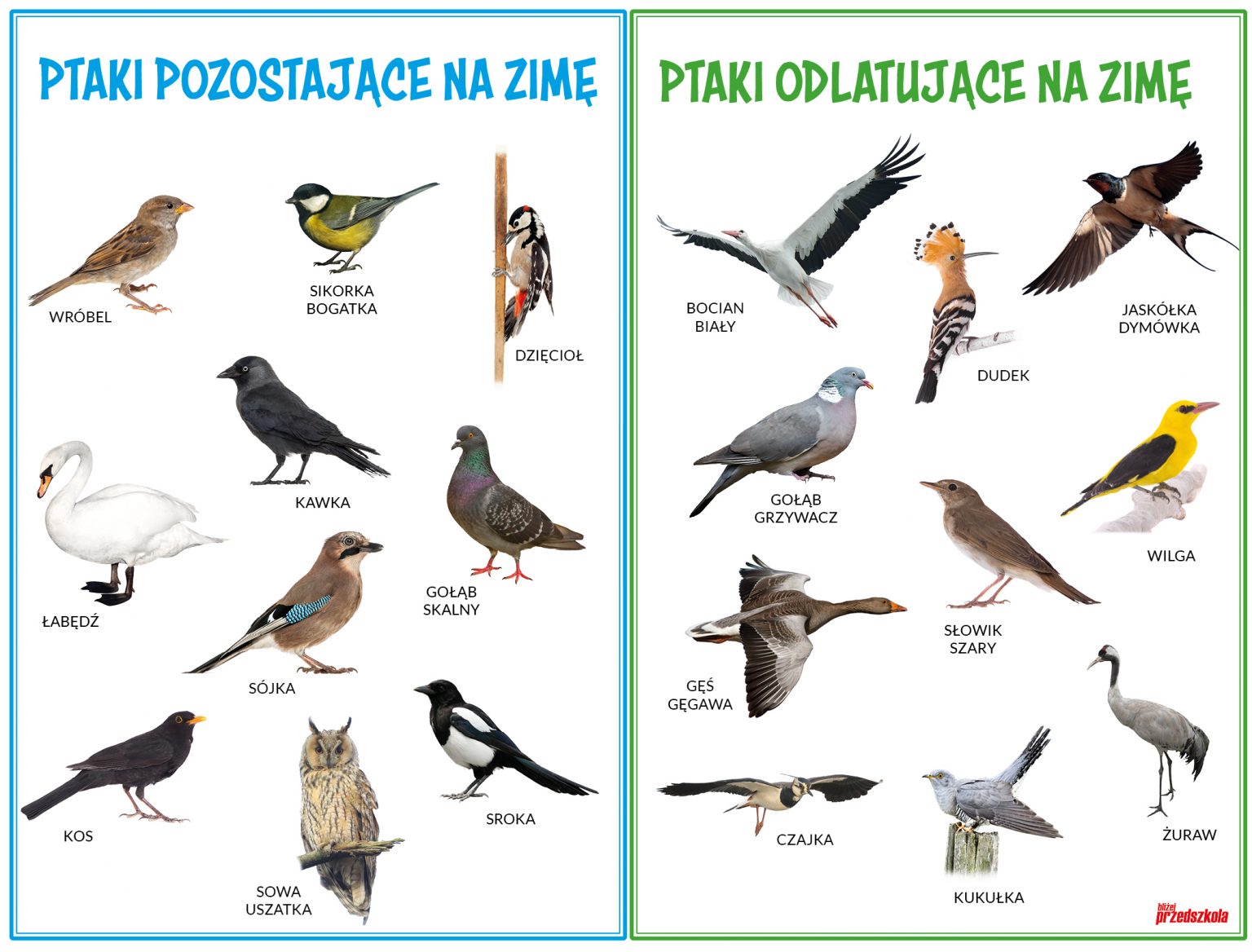 Migracja ptaków w Polsce – ELEOS Nazwy Ptaków Które Przylatują Do Polski Na Zimę