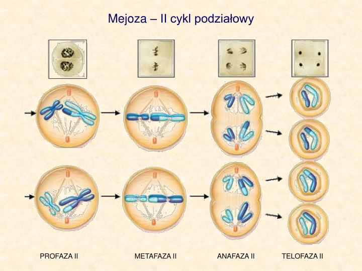 milolow - Blog Podziały Komórkowe Mitoza I Mejoza