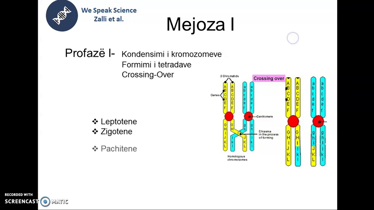 Mitoza dhe Mejoza (leksioni i 4) - YouTube Roznice Miedzy Mitoza A Mejoza