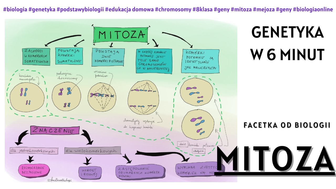 Mitoza – Genetyka – Biologia [8 Klasa] Notatki Od, 56% OFF Karta Pracy Porównanie Mitozy I Mejozy Odpowiedzi