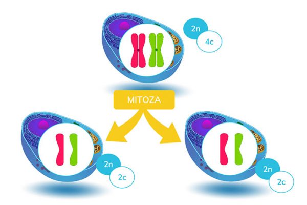 Mitoza i mejoza na maturze z biologii - wszystko co musisz wiedzieć Jak Przebiega Mitoza I Mejoza