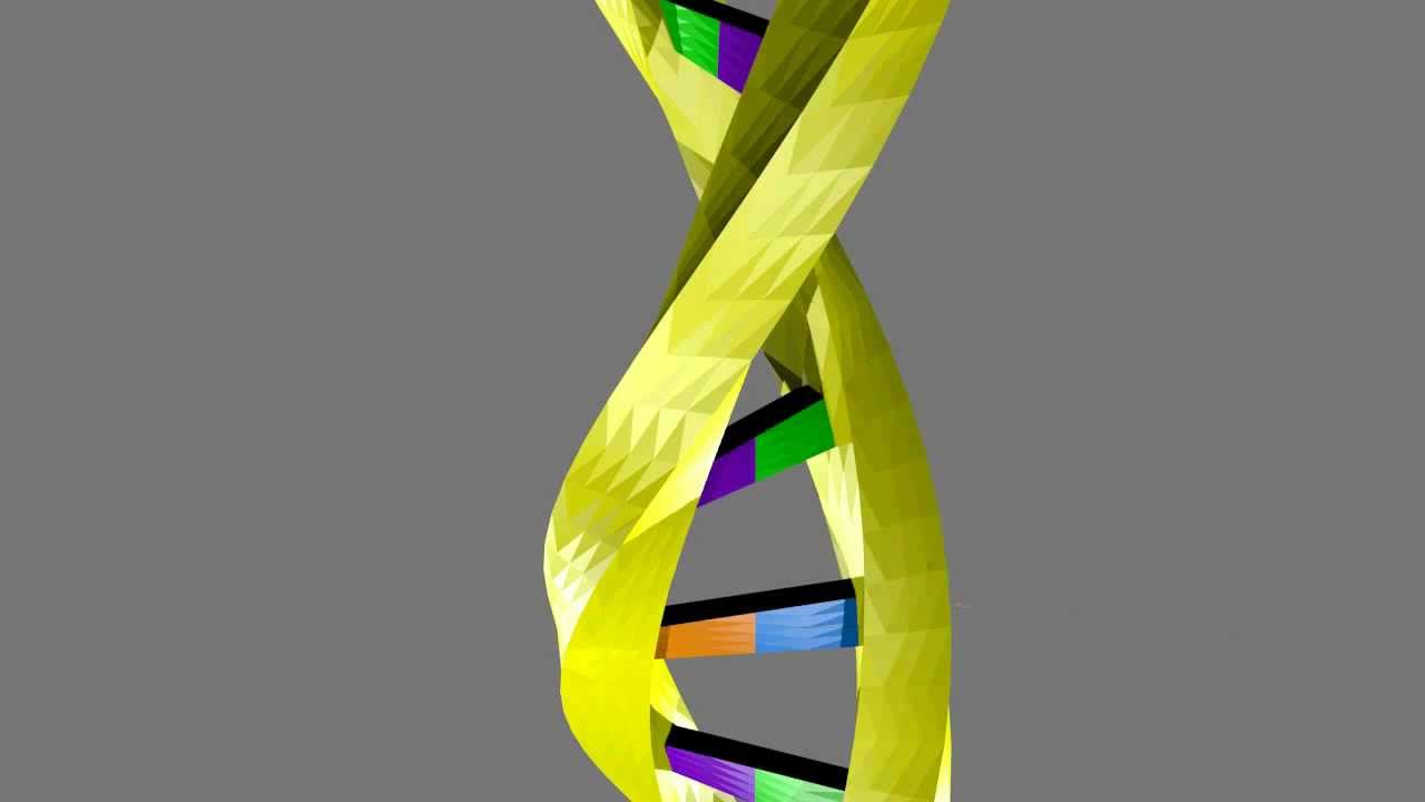 Liczba Nukleotydów W Nici Dna I Rna