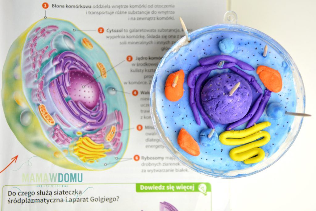Model Komórki Zwierzęcej Z Galaretki