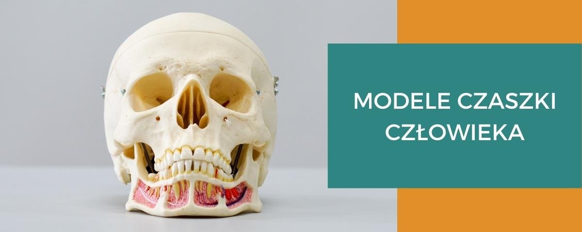 Model Do Nauki Anatomii Krzyzwka