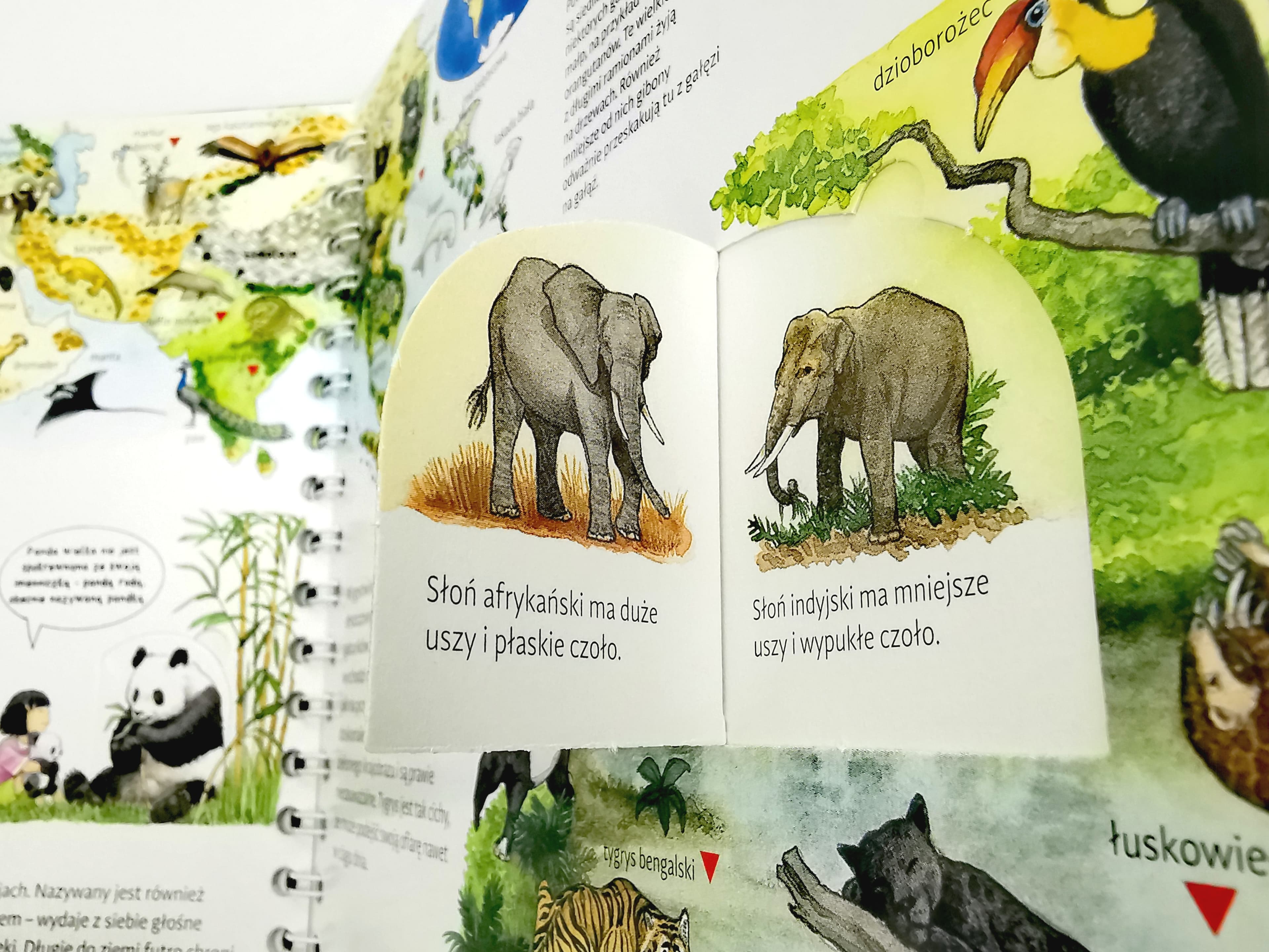 Mój wielki atlas zwierząt. Wydawnictwo sam. Recenzja Przeczytaj Fragment Atlasu Zwierzat Dotyczacy Jednego Z Wezy