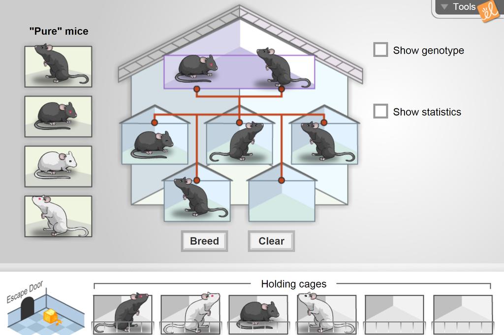 Inheritance Gizmo Answer Key Activity B