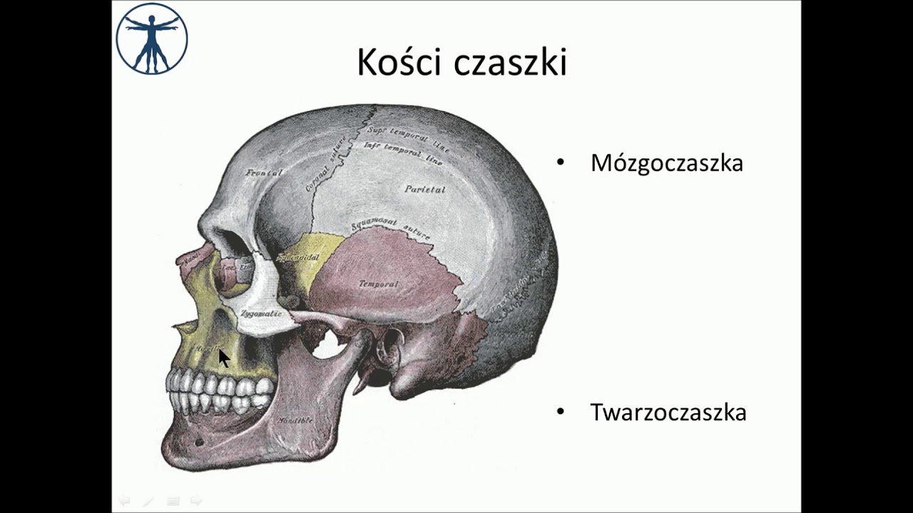 Mózgoczaszka - kość czołowa, sitowa i ciemieniowa [wstęp] PL - YouTube Hiperostoza Blaszki Wewnetrznej Kosci Czolowej