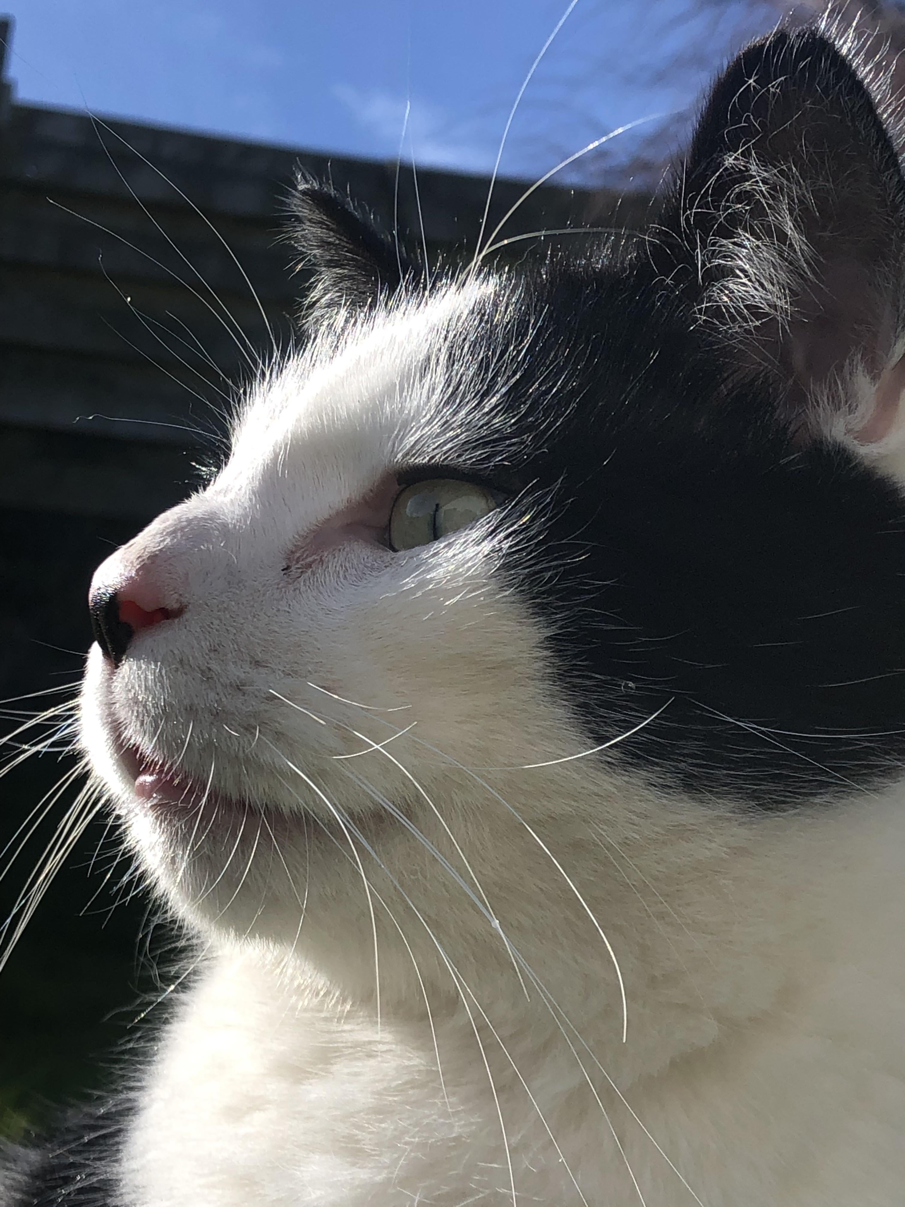 My Kitler : r/Kitler Kitler Bezpieczeństwo Narodowe Rp Chomikuj