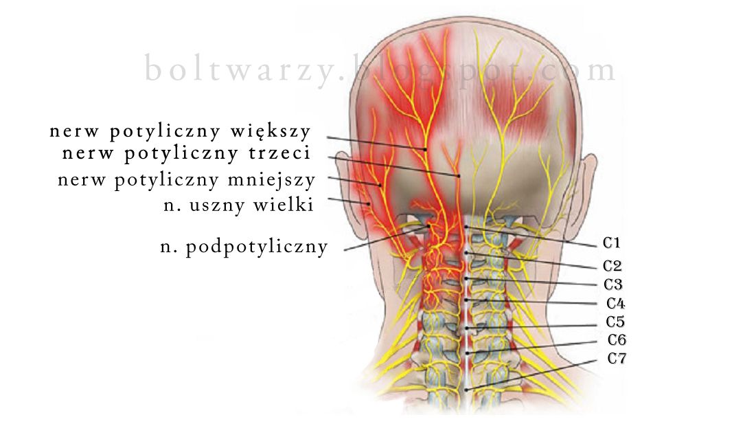 N ajczęstszą przyczyną bólów twarzy są neuralgie (nerwobóle) i Chorego Nieprzytomnego Z Zachowanym Oddechem I Krążeniem Ułożysz W Pozycji