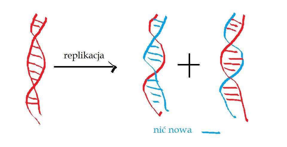 Uzasadnij Konieczność Replikacji Dna Przed Podziałem Komórki