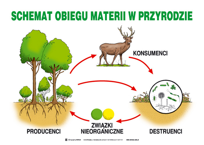 Określ Rolę Destruentów W Ekosystemie
