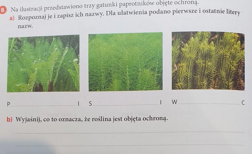 Na Ilustracji Przedstawiono Trzy Gatunki Paprotnikow Objetych Ochrona