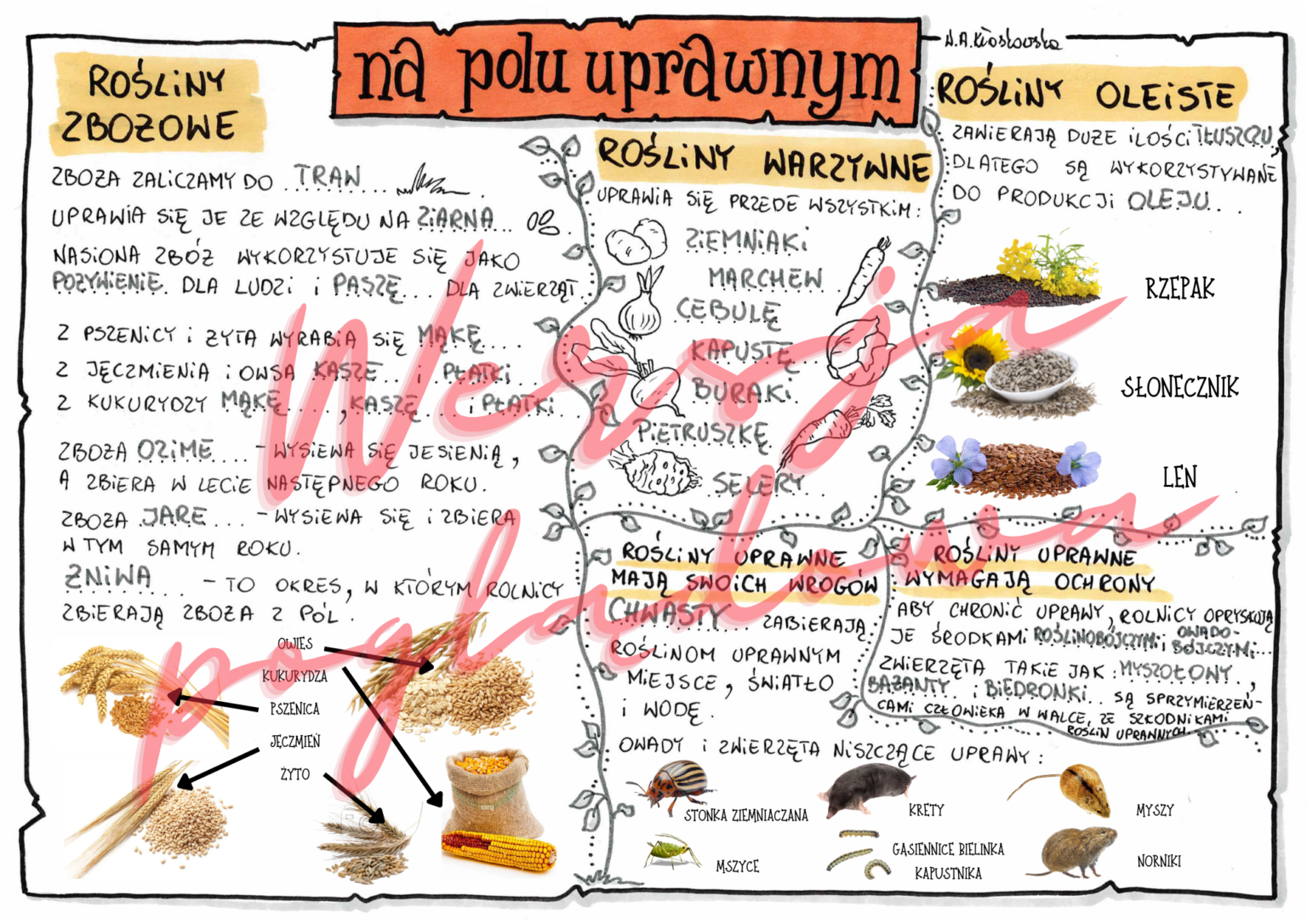 Na polu uprawnym - przyroda kl. 4 - wypełniona karta pracy • Złoty Przyroda Klasa 4