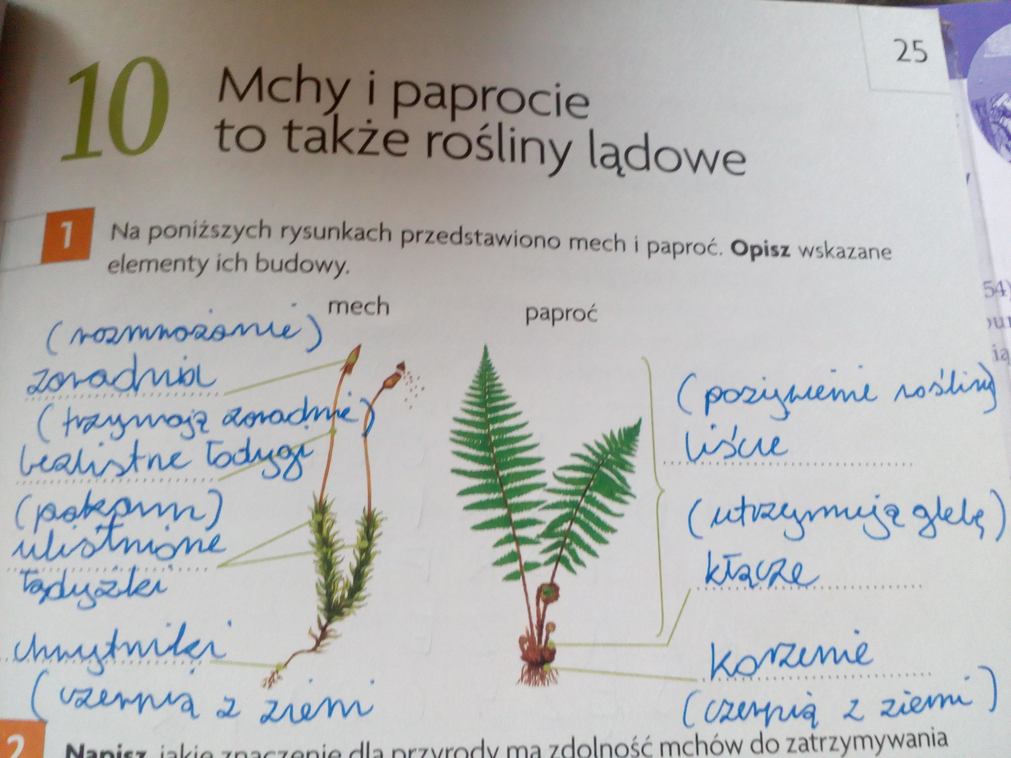 Na poniższych rysunkach przedstawiono mech i paproć. Opisz wskazane Na Ilustracji Przedstawiono Trzy Gatunki Paprotnikow Objetych Ochrona