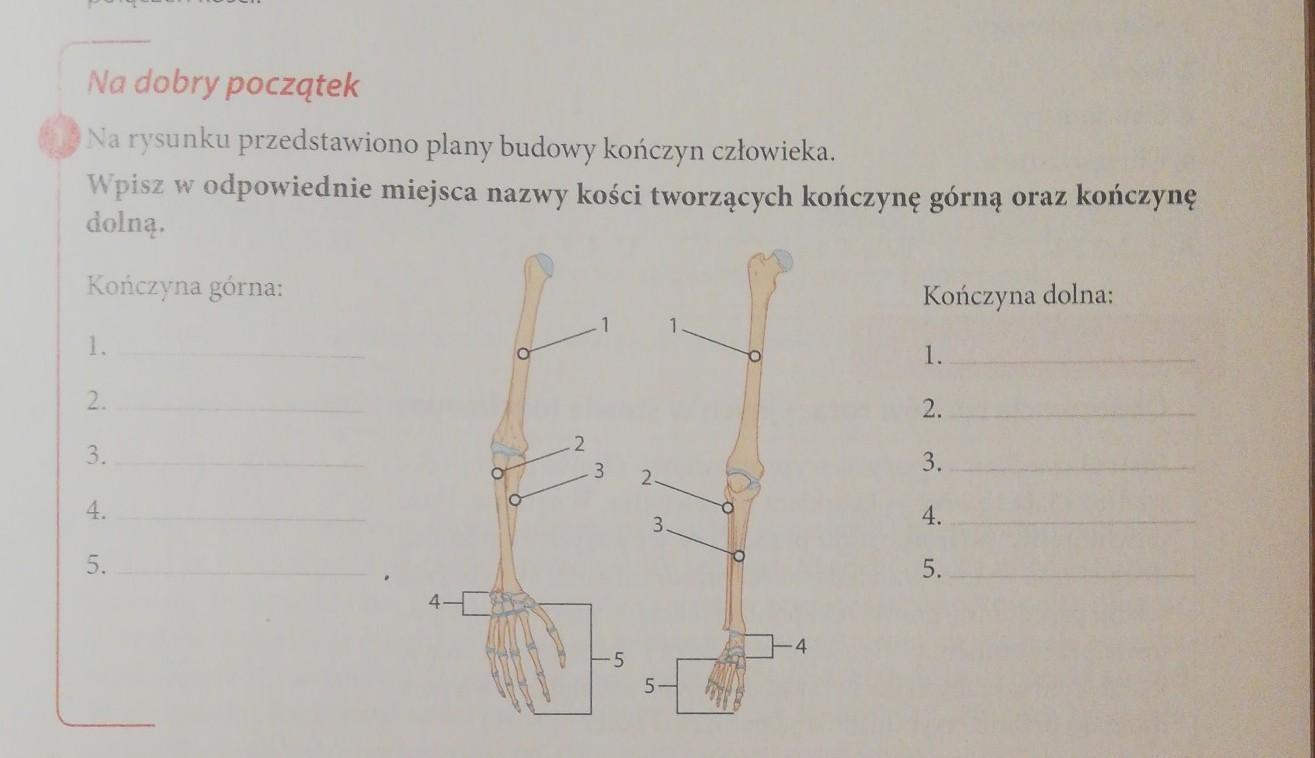Na Rysunku Przedstawiono Plan Budowy Konczyn Czlowieka - Margaret Na Rysunku Przedstawiono Plan Budowy Konczyn Czlowieka