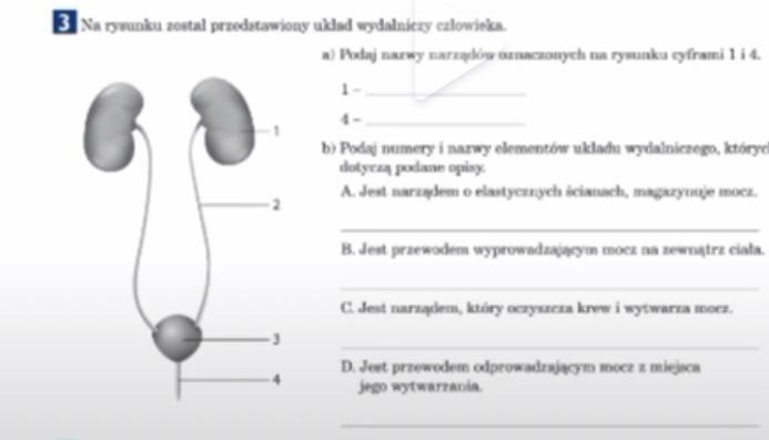 na rysunku został przedstawiony układ wydalniczy. - Brainly.pl Na Rysunku Zostal Przedstawiony Uklad Wydalniczy Czlowieka