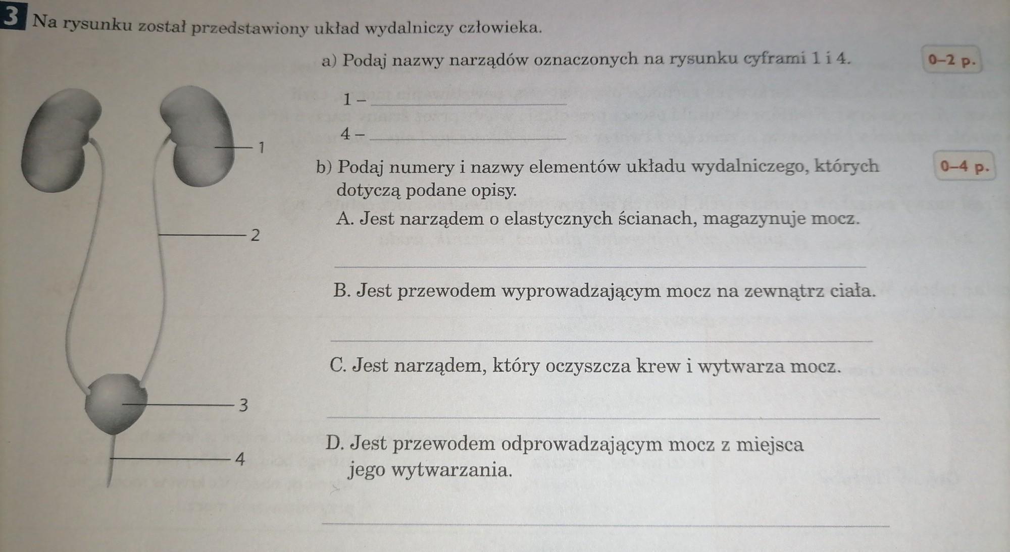 Na Rysunku Zostal Przedstawiony Uklad Wydalniczy Czlowieka
